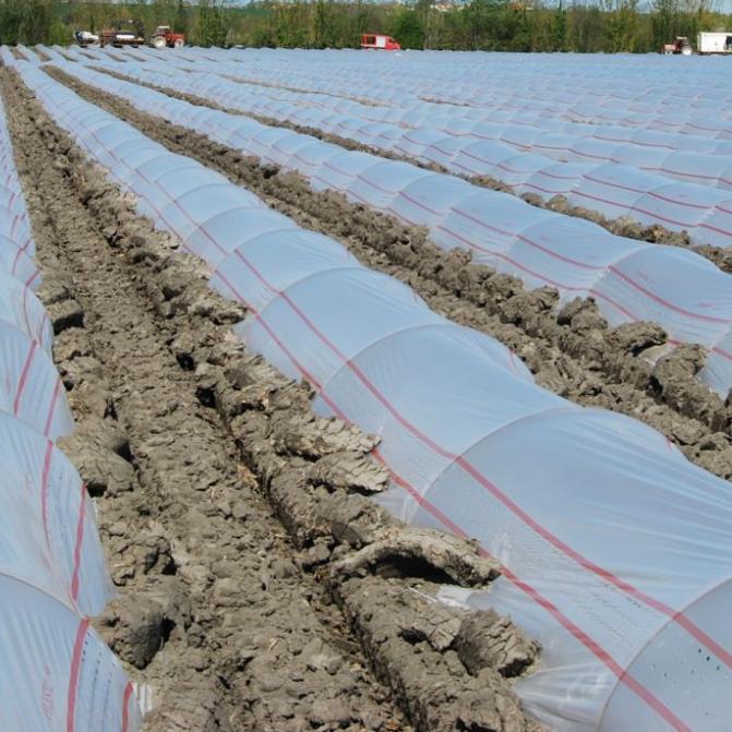 campo-túnel-horticultura