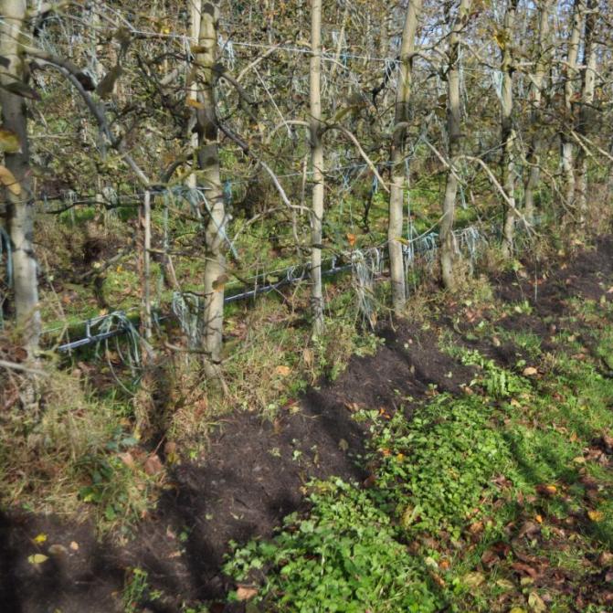 spreading-on-orchards