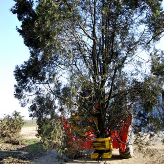 transport-grappin-coupe-branche