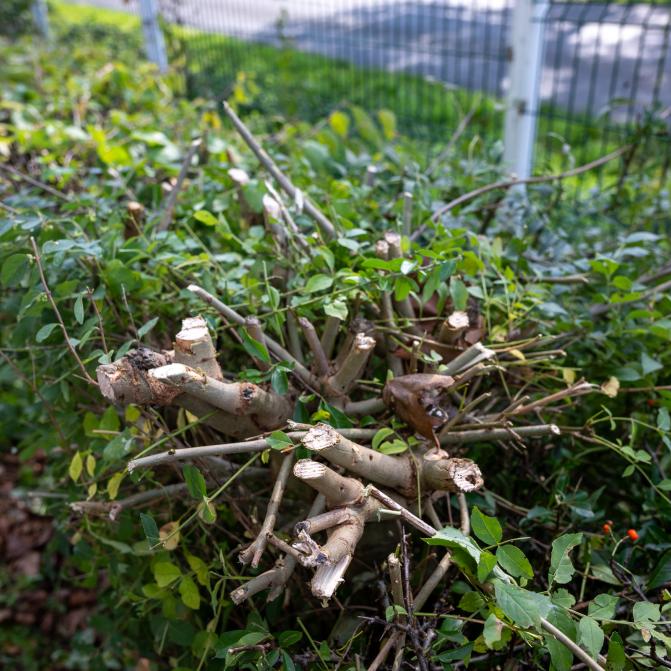 podadora-de-setos-ramas