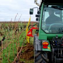 tariere-vigne-pare-fil