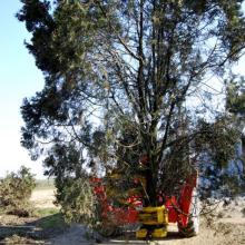 transport-grappin-coupe-branche